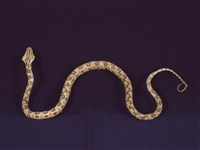 藏品(龜殼花)的圖片